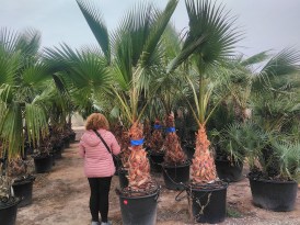 Washingtonia Robusta Torzs 80-100 cm 2024